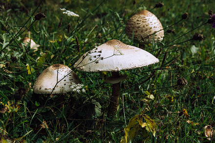 Mushrooms