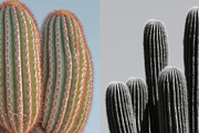 70 Aesthetic Cactus Stock Photos, a Nature Photo by Incomelion (Thumbnail 4 of 14)