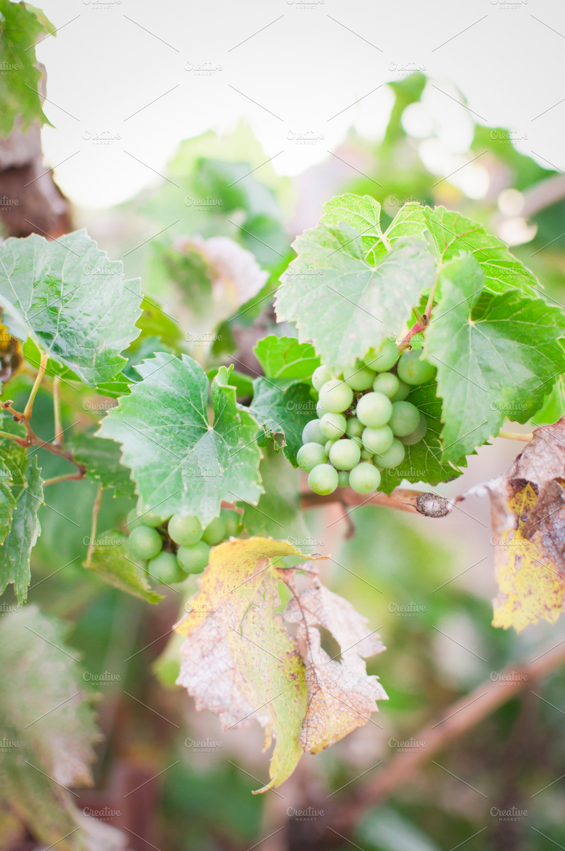 White Wine Grapes on the Vine, a Food & Drink Photo by Foxtail Pine Studio