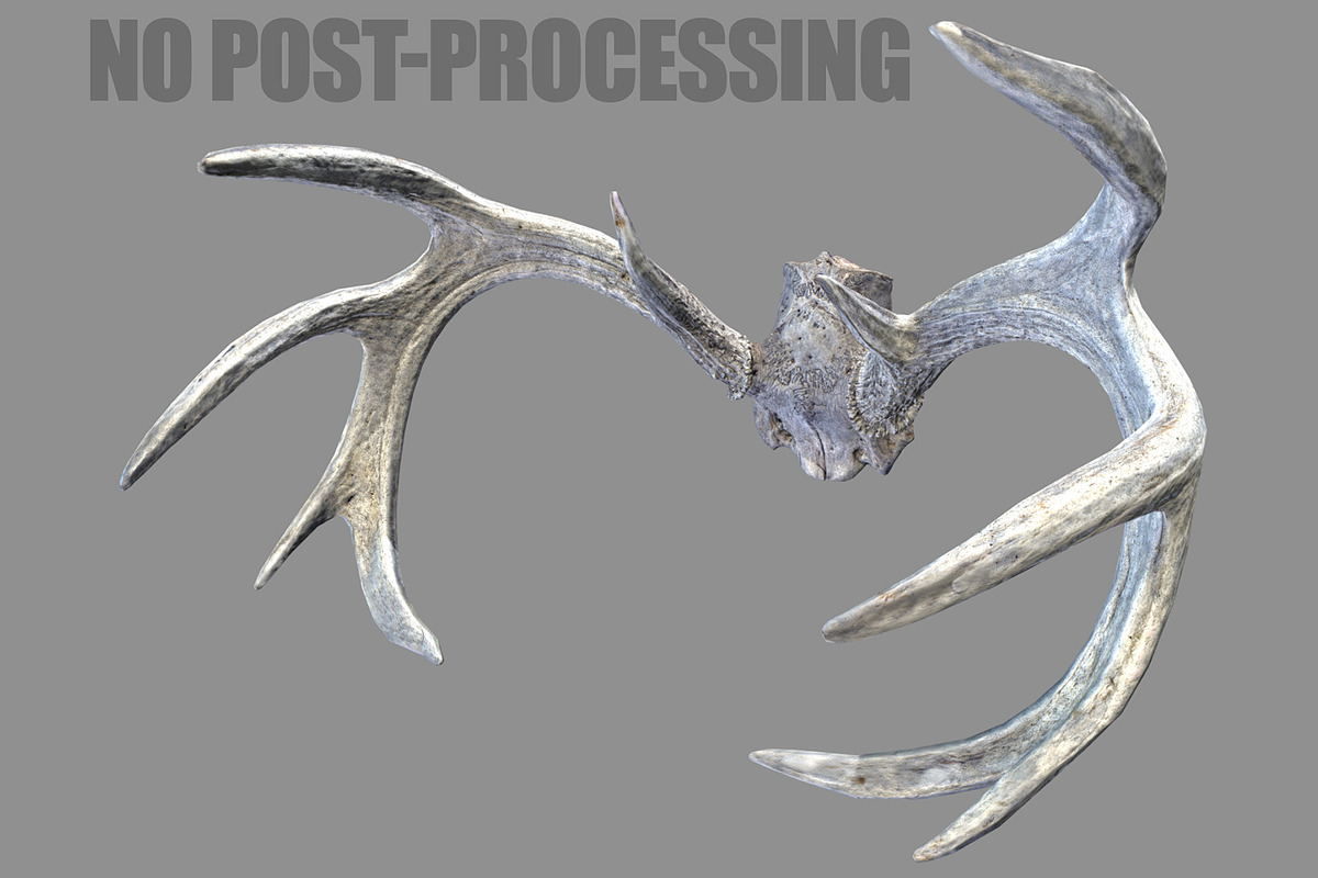 Deer Horns, an Animal 3D Model by Beatheart Creative Studio (Photo 3 of 17)