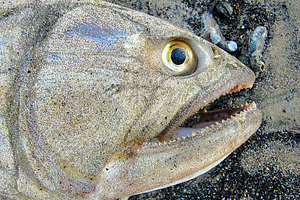 Dead river fish over sand at beach, an Animal Photo by DanFLCreativo