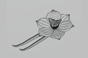 Vanilla flower, an Object 3D Model by fahad121 (Thumbnail 5 of 5)