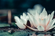 Moody Inspired Mobile LR Preset v2, a Preset Add-On by Fltrr Lightroom Presets (Thumbnail 9 of 14)