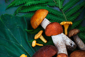 Fresh uncooked wild mushrooms on rus, a Background Photo by Kate S