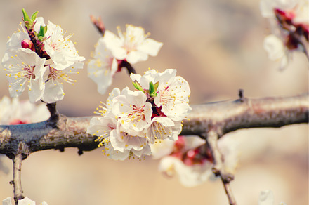 Apricot tree blossoms, a Nature Photo by Nature and travel