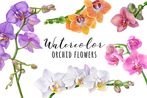 Watercolor Orchid Flowers