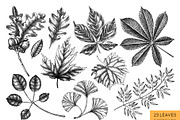Autumn Leaves & Flowers. Fall Bundle, an Object Graphic by Yevheniia (Thumbnail 4 of 11)