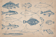 58 Vintage Hand Drawn Fish, a Food Illustration by Mr Vintage (Thumbnail 2 of 5)