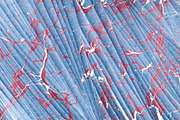 2 Hand Marbled Papers Waves, a Texture Graphic by Marblingdom (Thumbnail 2 of 3)