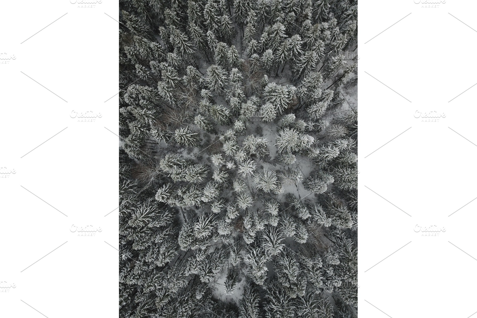 Aerial drone view of snow covered evergreen christmas tree forest after snow, a Nature Photo by IlyaMarchenko