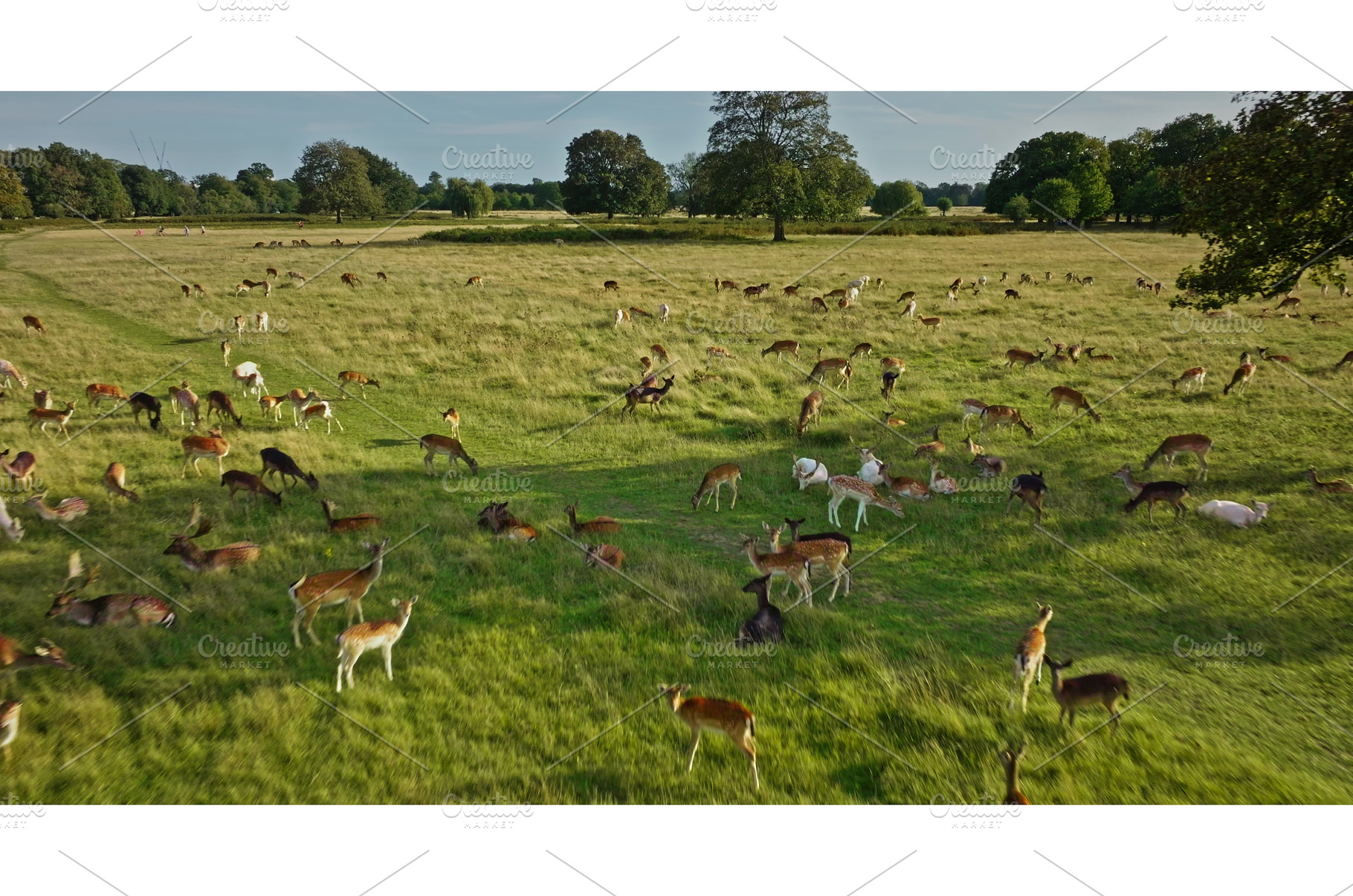 Herd of deer grazing in green meadow, an Animal Photo by Goinyk