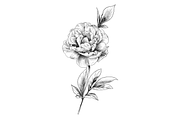 Peony Blooms, an Object Graphic by VictoriaKStudio (Thumbnail 4 of 5)