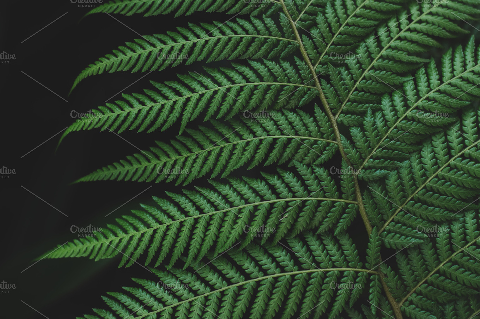 Minimalist Forest Fern Background, a Background Photo by René Jordaan Photography
