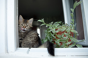Fluffy tabby kitten sitting on a bright window sill beside a potted green plant, an Animal Photo by Ales Munt