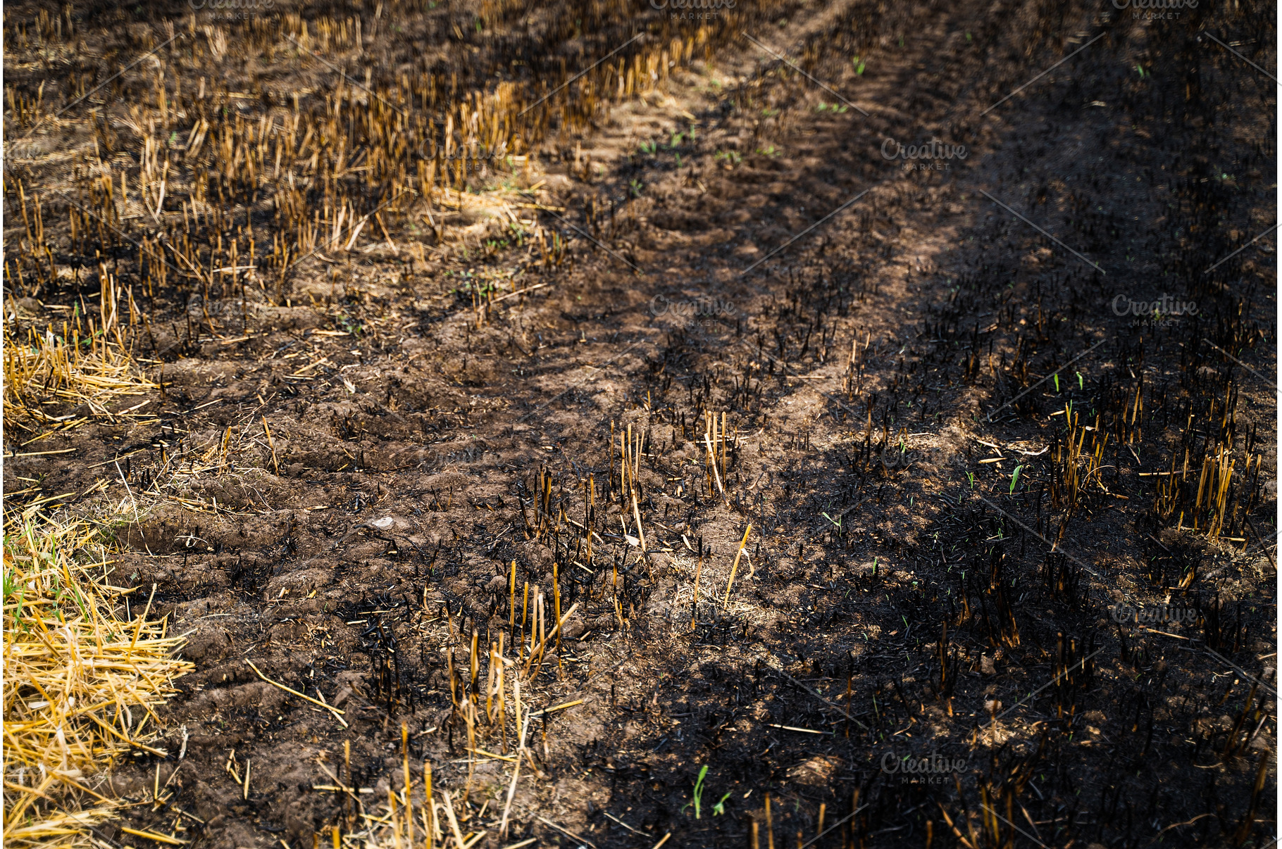 Burnt field with scorched soil and, a Nature Photo by volodymyrshtun13795