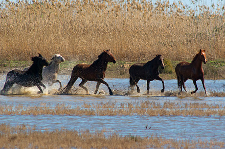 Wids horses stock photo containing animals and brown