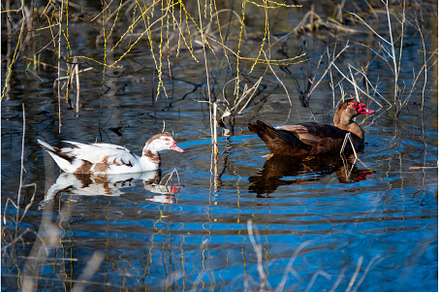Muscovy ducks swim in blue water
