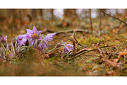 Beautiful Wild Spring Flowers, a Nature Photo by Our Amazing World (Thumbnail 1 of 2)