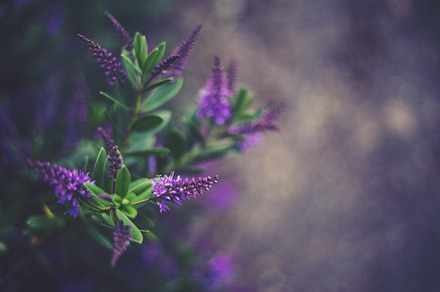Purple flowers stock photo containing purple and bokeh