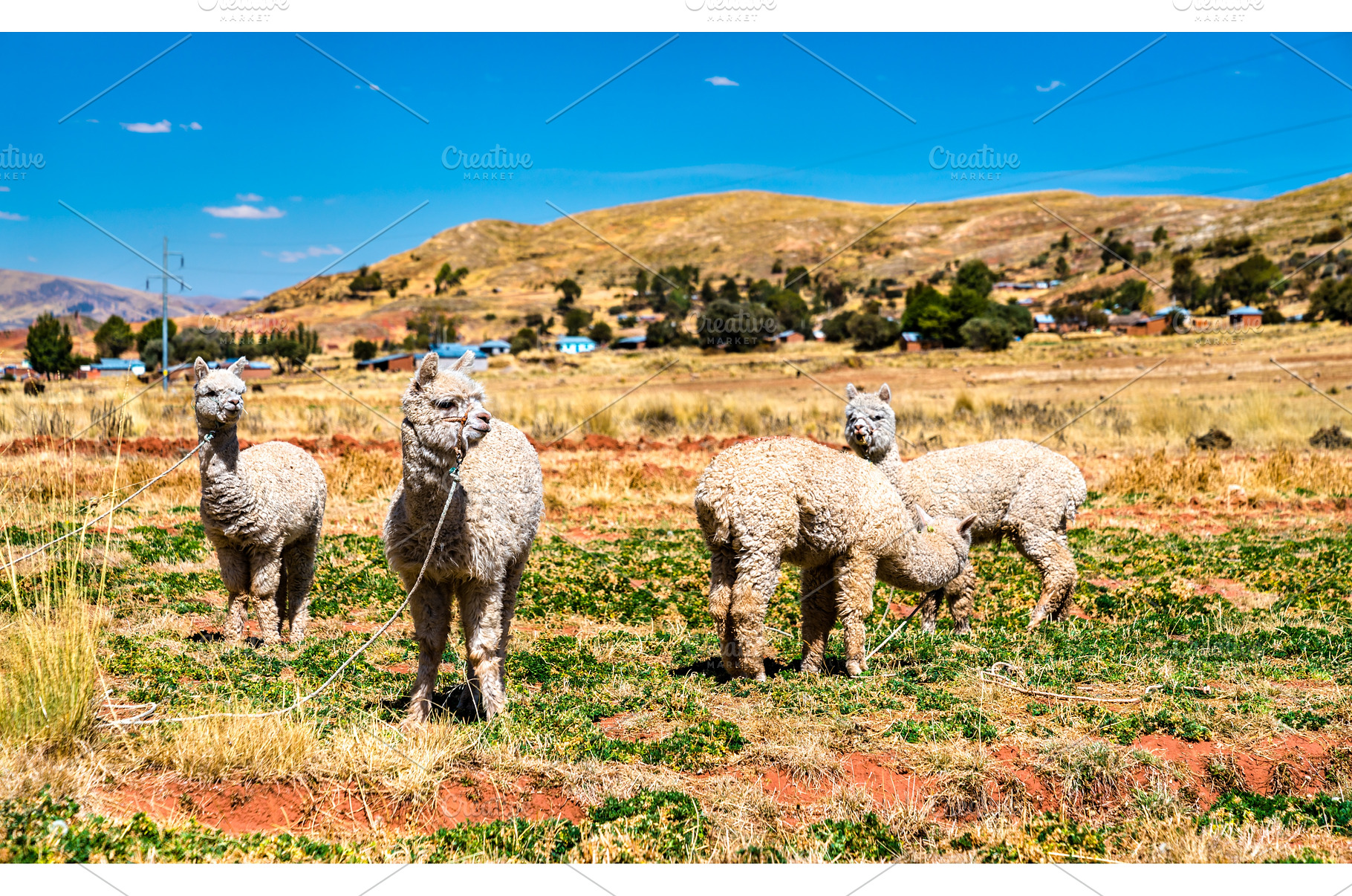 Alpacas near Lake Titicaca in Peru, an Animal Photo by Leonid Andronov