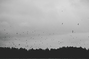 Mood collection, a Photo by Alekseyliss (Thumbnail 13 of 21)