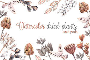 Watercolor dried plants,seed pods.