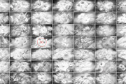 FLORAL Dusty Monochrome Backgrounds, a Background Graphic by Anzhelika (Thumbnail 4 of 10)