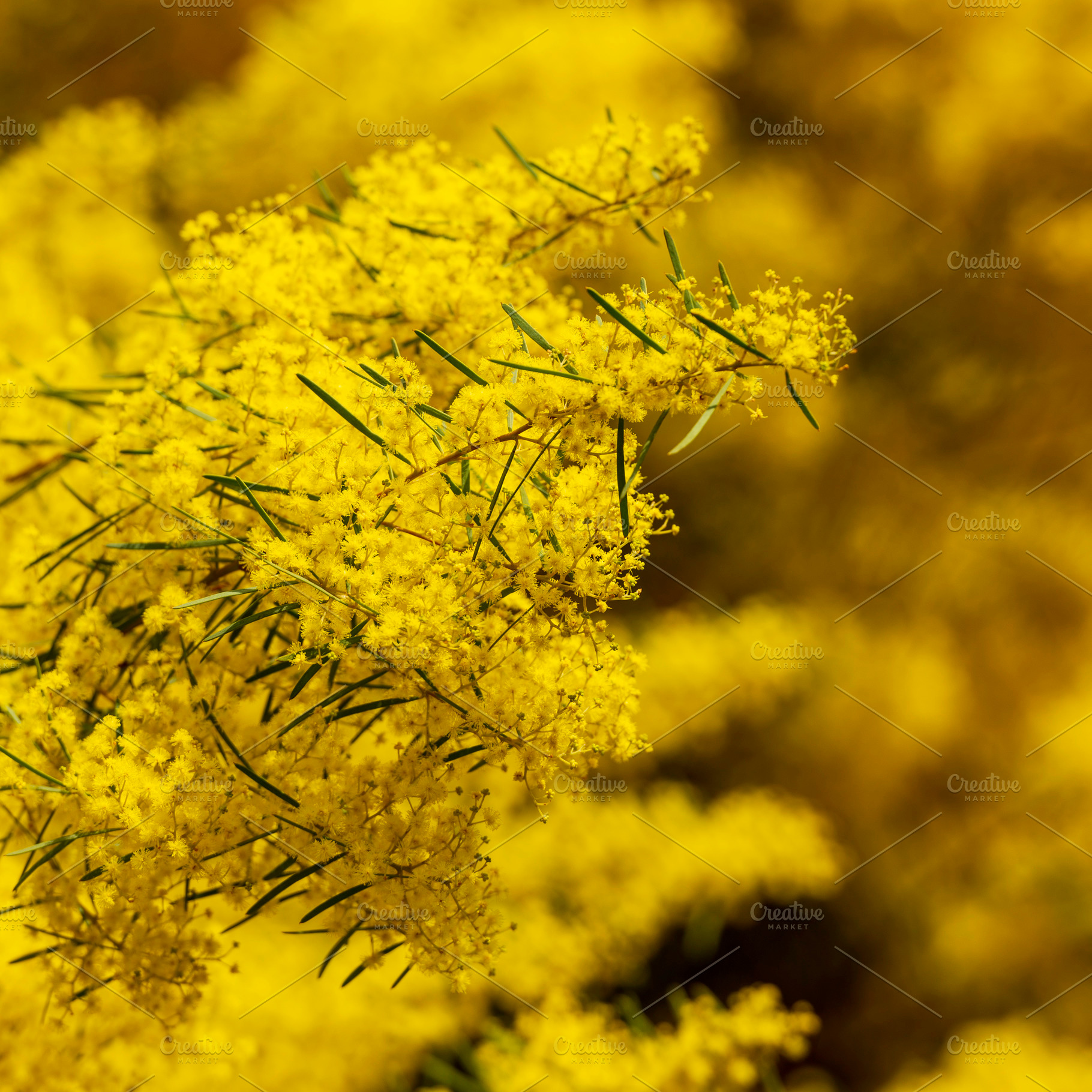 Wattle Flowers Shallow Focus, a Photo by THP Creative