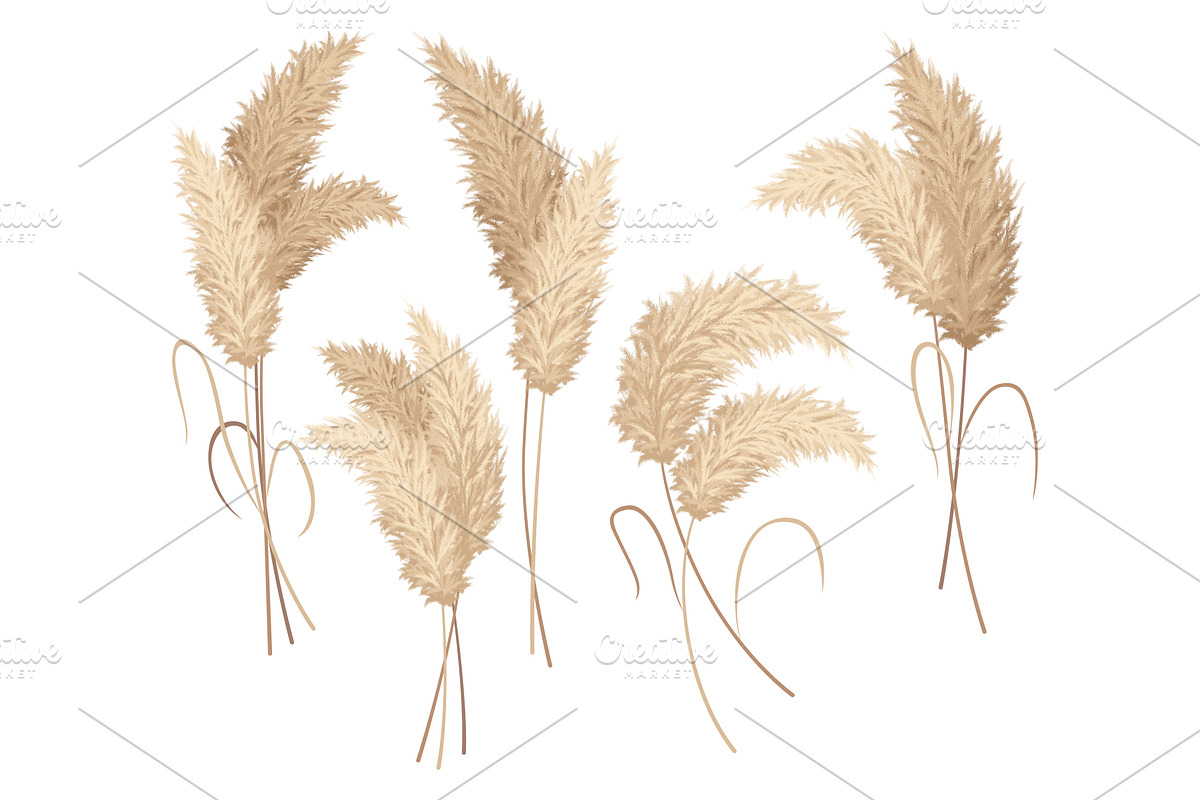 Pampas grass branches collection, an Object Illustration by the8monkey