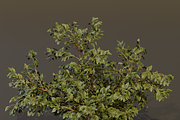 The Elderberry Bush, a Plants & Tree 3D Model by FuturePastCreatives (Thumbnail 5 of 9)