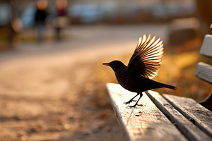 Bird spreading wings on a park bench, an Animal Photo by AlyaAnd