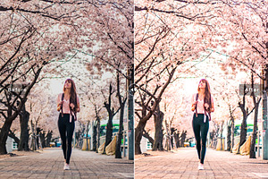 Cherry Blossom Pro Lightroom Presets