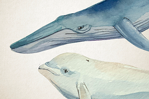 Whales - Watercolor Clip Art & Print