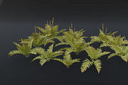 The Cinnamon Fern Bush, a Plants & Tree 3D Model by FuturePastCreatives (Thumbnail 9 of 13)