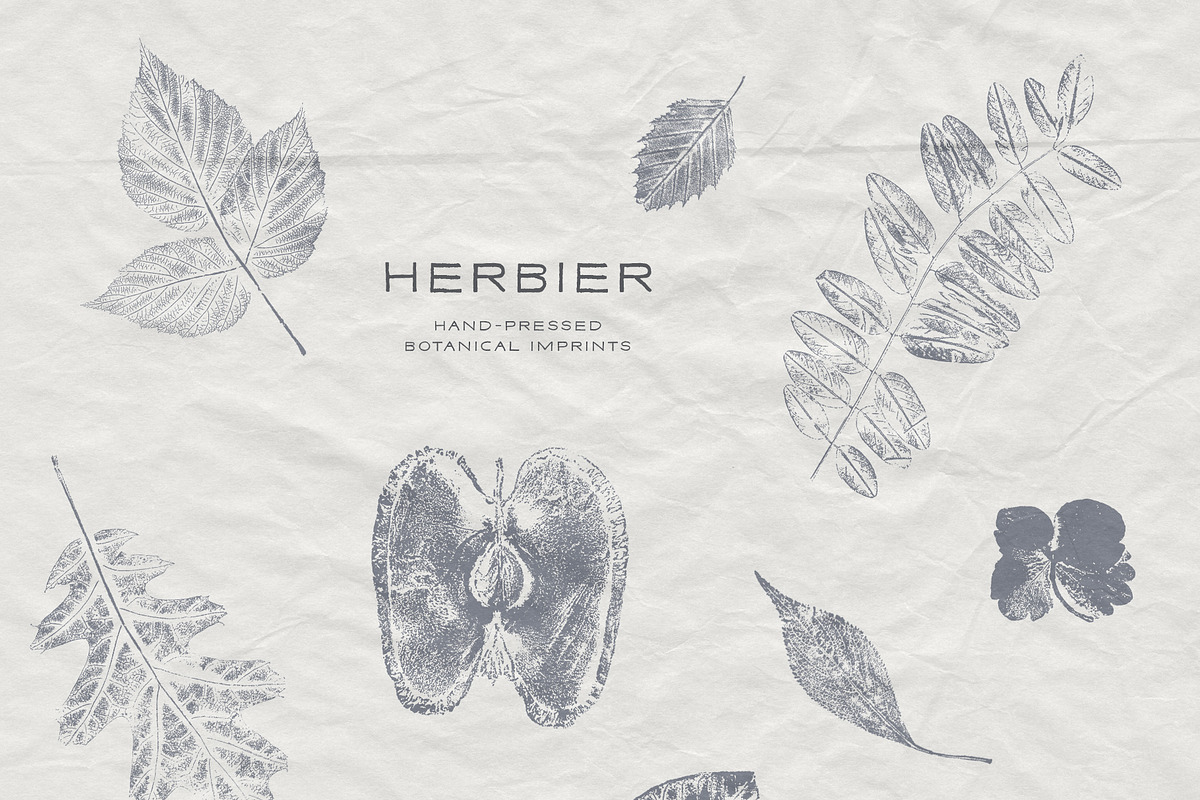Hand-Pressed Botanical Imprints, an Object Graphic by alonahaidash (Photo 4 of 14)