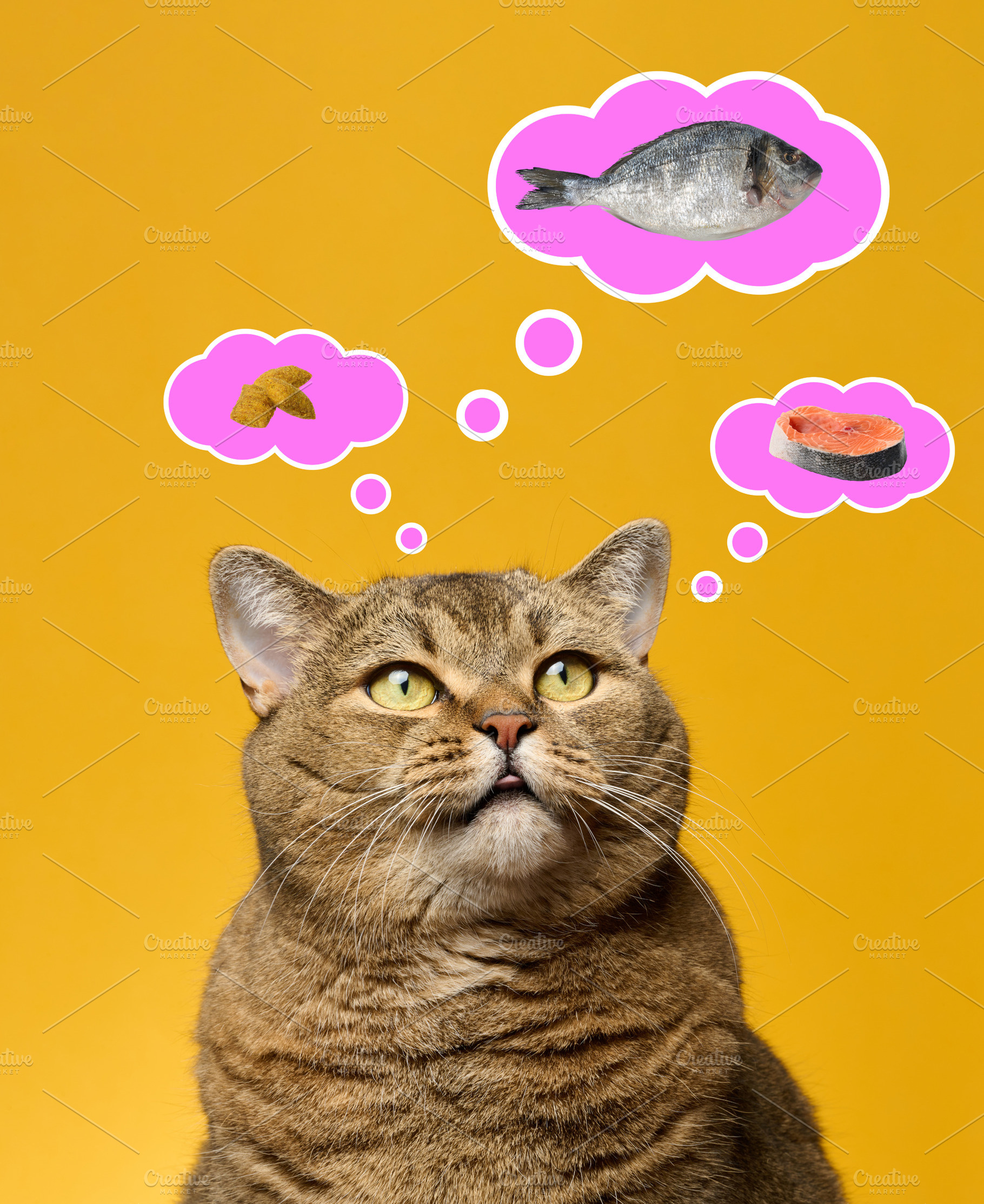 A cat looks up at pink thought bubbles with images of a whole fi, an Animal Photo by ndanko