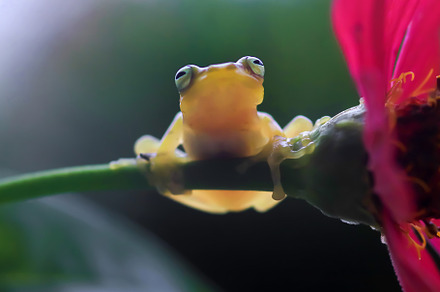Portrait of a Javan tree frog