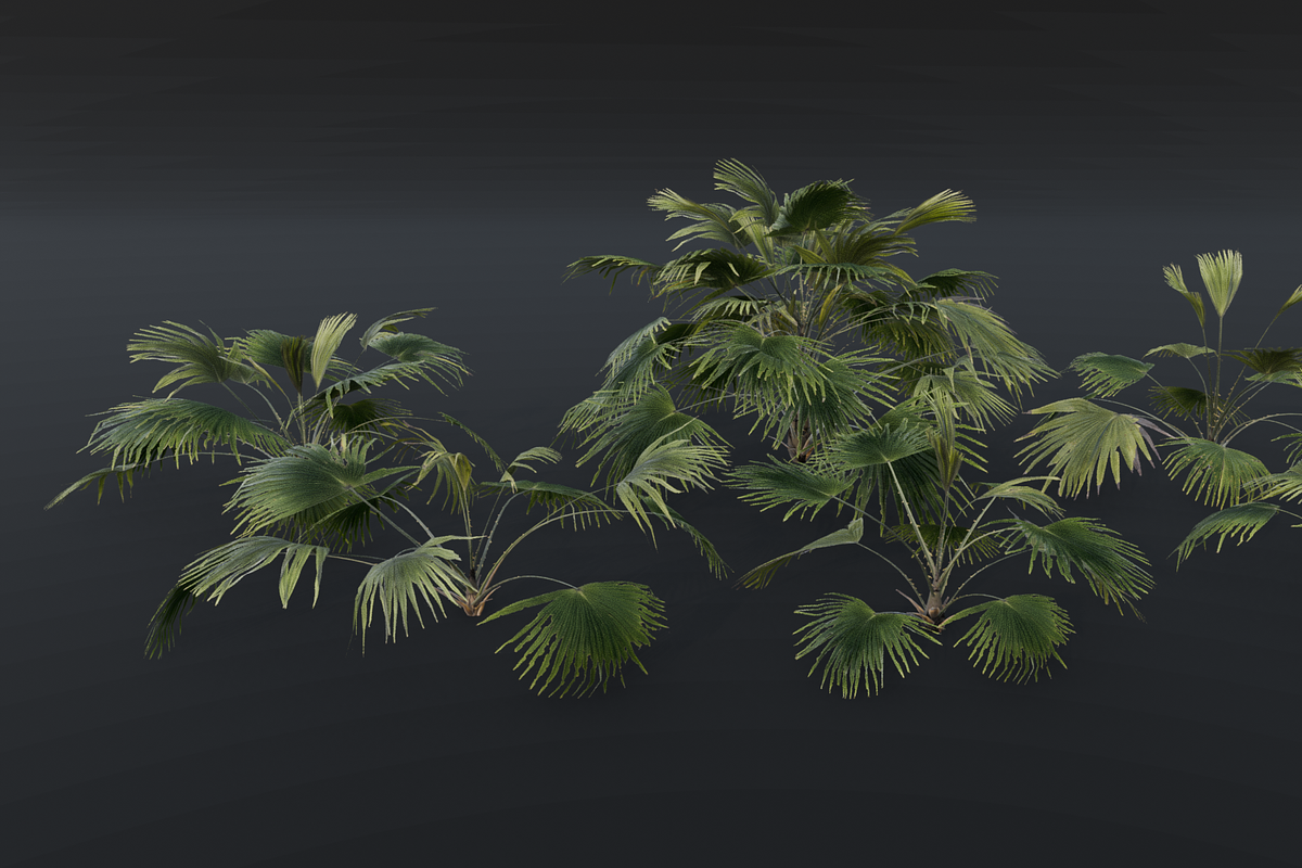 A Fan Palm Bush, a Plants & Tree 3D Model by FuturePastCreatives (Photo 2 of 7)