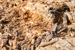 Termite Wood, a Nature Photo by THP Creative
