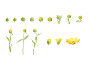 Vector object brushes. Calendula, a Brush Add-On by Peolla (Thumbnail 5 of 16)