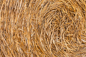 Detailed close-up of rolled straw bale showing natural golden texture. Ideal fo, a Nature Photo by Ales Munt