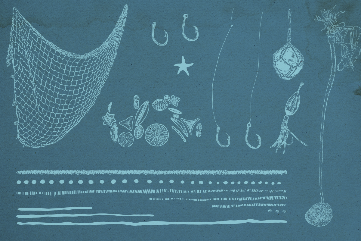 Seafood and Nautical Illustrations, a Food Illustration by Paper Curls Design (Photo 3 of 6)