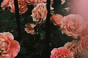 30 Instagram Filters ACR & ATN, an Action Add-On by ShutterPro (Thumbnail 4 of 76)