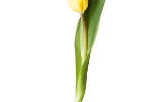 One separated tulip flower stock photo containing flower and tulip