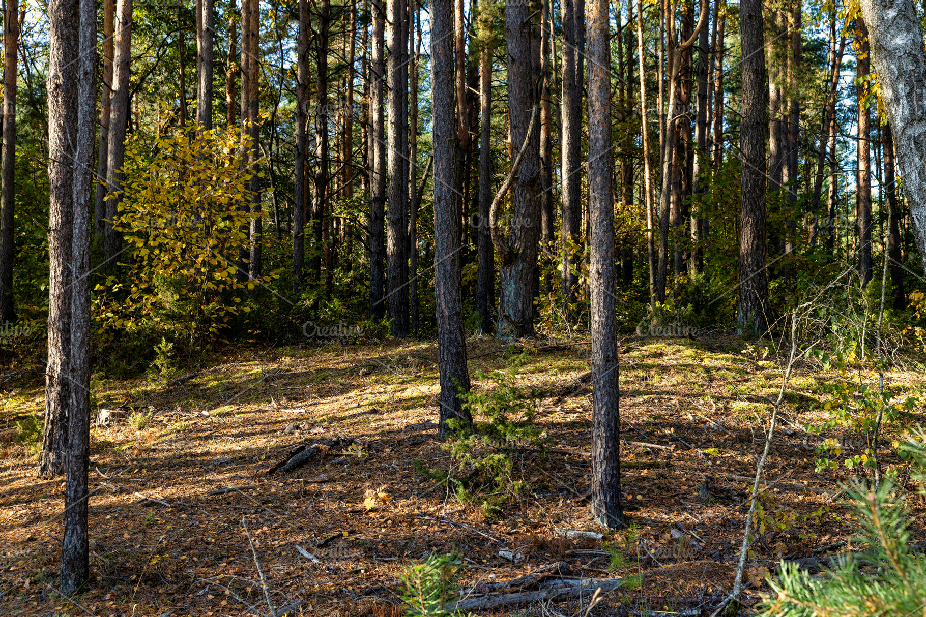 Autumn forest with trees during leaf fall, a Photo by MyPhotos