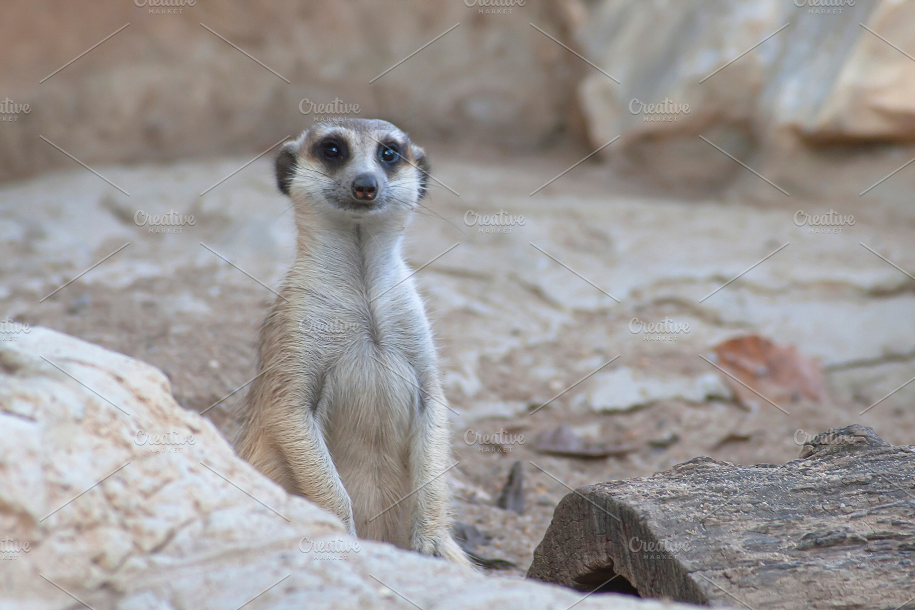 Cute meerkat is sitting on rock, an Animal Photo by Sir13