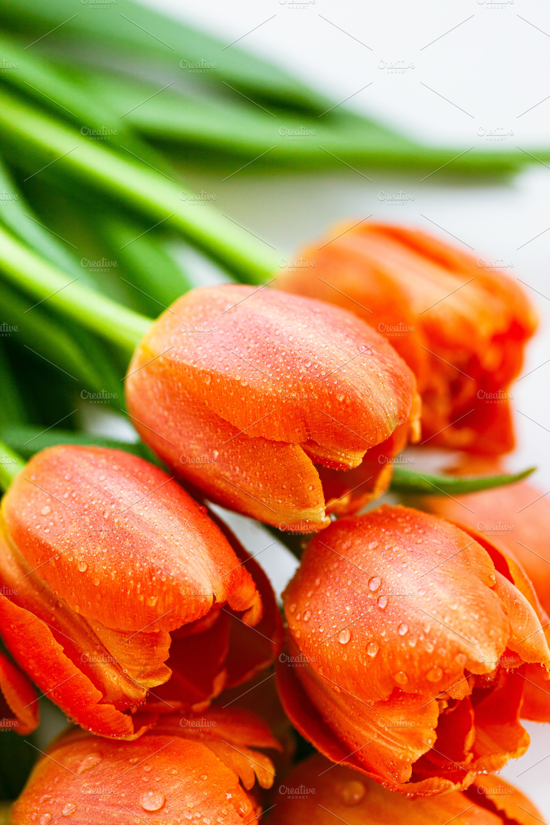 Vibrant orange tulips with dewdrops, a Nature Photo by Kate S