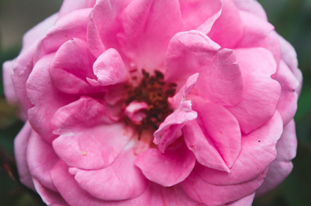 A closeup of a beautiful bush rose, a Nature Photo by shahsoft