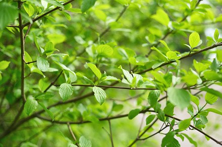 Wall Overgrown With Ivy preview 6