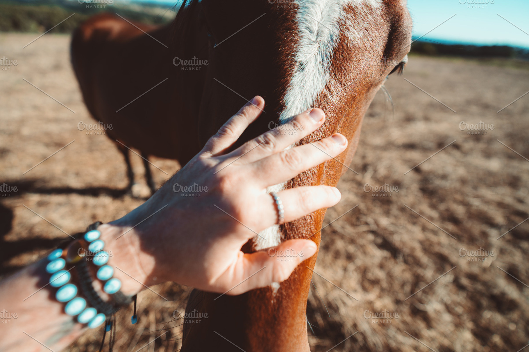 Hand Gently Petting a Horse, an Animal Photo by SkyNext
